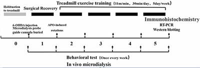 Study on Effect of Striatal mGluR2/3 in Alleviating Motor Dysfunction in Rat PD Model Treated by Exercise Therapy